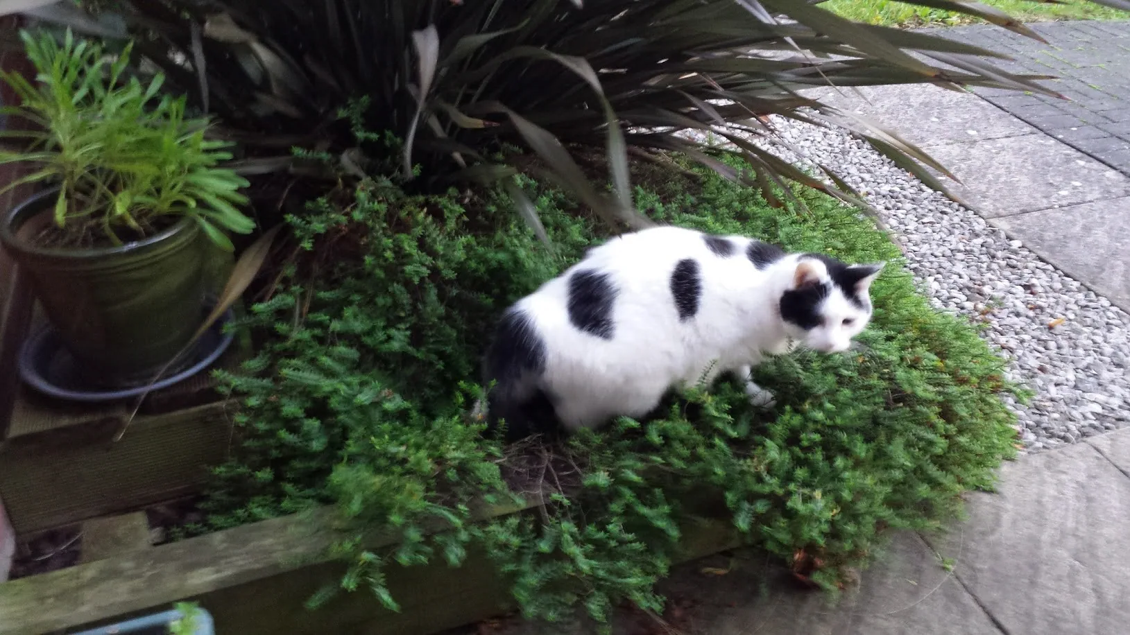 J02 marshalls bed in front garden 2 oct 2017